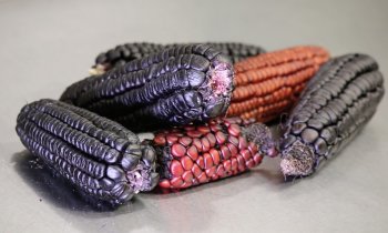 Grower News