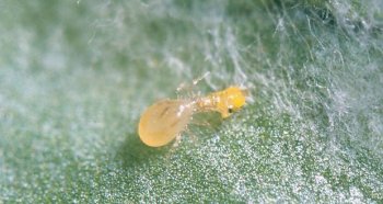 Grower News