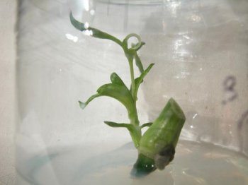 Grower News