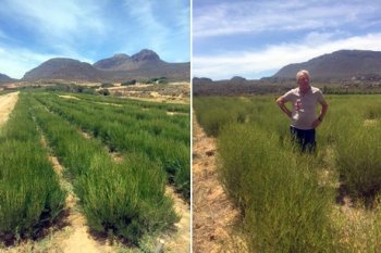 Grower News