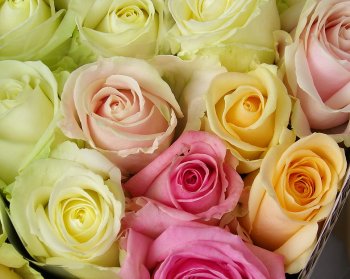Grower News
